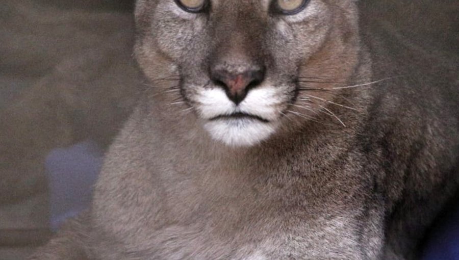 Mujer sacó a pasear a sus perros y terminó falleciendo tras ser atacada por un puma en la región de Los Ríos