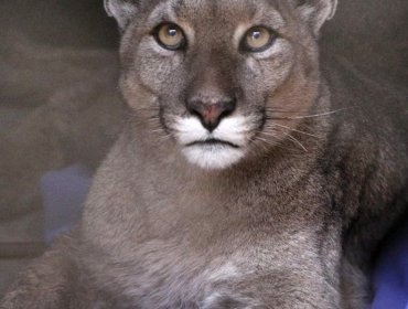 Mujer sacó a pasear a sus perros y terminó falleciendo tras ser atacada por un puma en la región de Los Ríos