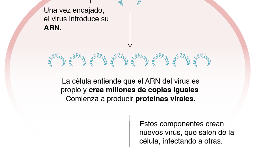 Estudiante de 14 años fue premiada por descubrir una molécula que puede ayudar a combatir el Covid-19