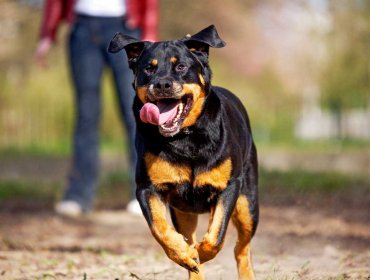 Vecinos de Playa Ancha denuncian que dueños de perro rottweiler lo sueltan para atemorizar a la comunidad