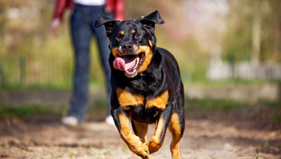 Vecinos de Playa Ancha denuncian que dueños de perro rottweiler lo sueltan para atemorizar a la comunidad