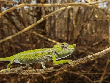 Científicos alemanes descubren en Madagascar una especie de camaleón que se creía desaparecido hace un siglo