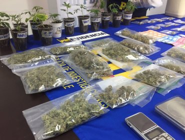 Más de 30 mil dosis de marihuana fueron incautadas por PDI en Nogales