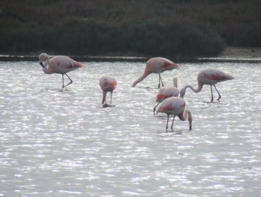 Santuario Laguna El Peral y Reserva El Yali abren nuevamente sus puertas al público