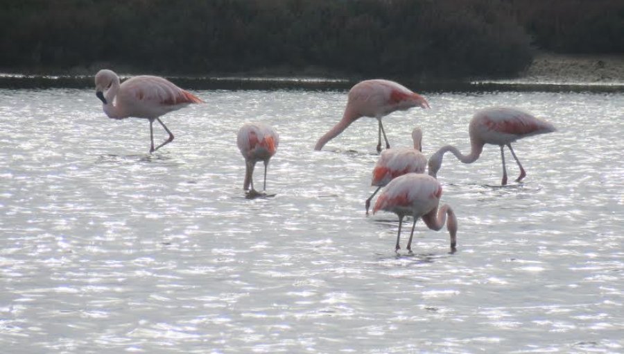 Santuario Laguna El Peral y Reserva El Yali abren nuevamente sus puertas al público