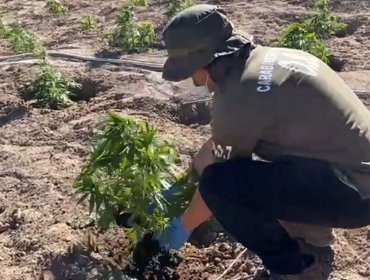 Hallan plantación de cannabis en el desierto de Atacama y a 2.600 metros de altura