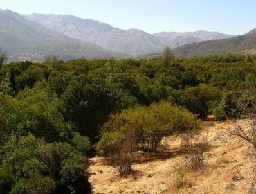 El árbol mapuche que alberga un ingrediente "clave" para una vacuna contra el Covid-19