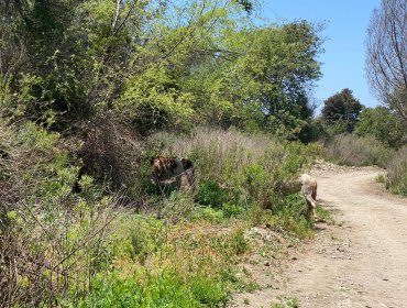 Limache cuenta con su primera Reserva Natural Municipal y busca acreditar la certificación medioambiental de la comuna