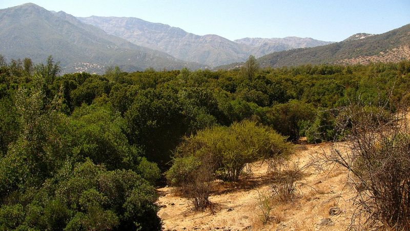 El árbol mapuche que alberga un ingrediente "clave" para una vacuna contra el Covid-19