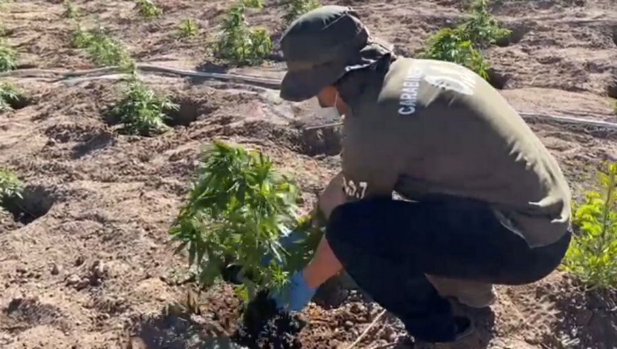 Hallan plantación de cannabis en el desierto de Atacama y a 2.600 metros de altura