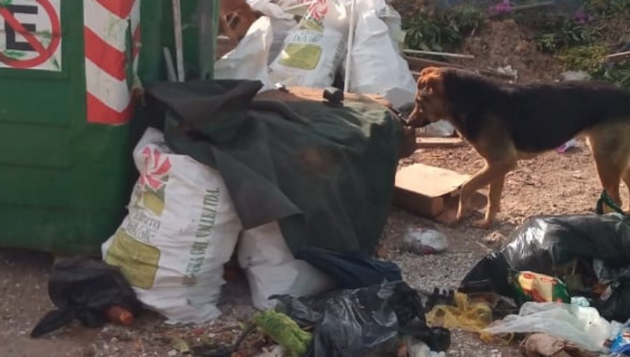 REVISAR OPTICA DE MAL USO VECINOS Acumulación de basura en sector alto de Viña del Mar fue denunciado a la Seremi de Salud: vecinos acusan abandono