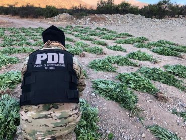 Cerca de 4.500 plantas de cannabis logra incautar la PDI en la provincia de Petorca