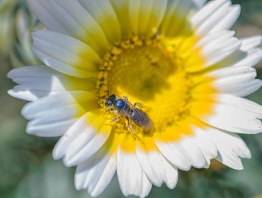 Académico de la UPLA asegura que nuestra alimentación no depende de la abeja de miel