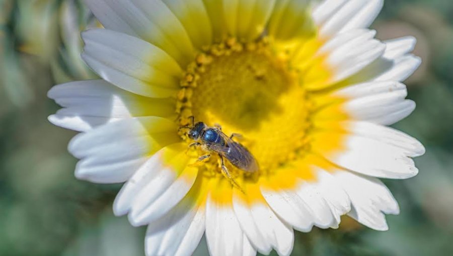 Académico de la UPLA asegura que nuestra alimentación no depende de la abeja de miel