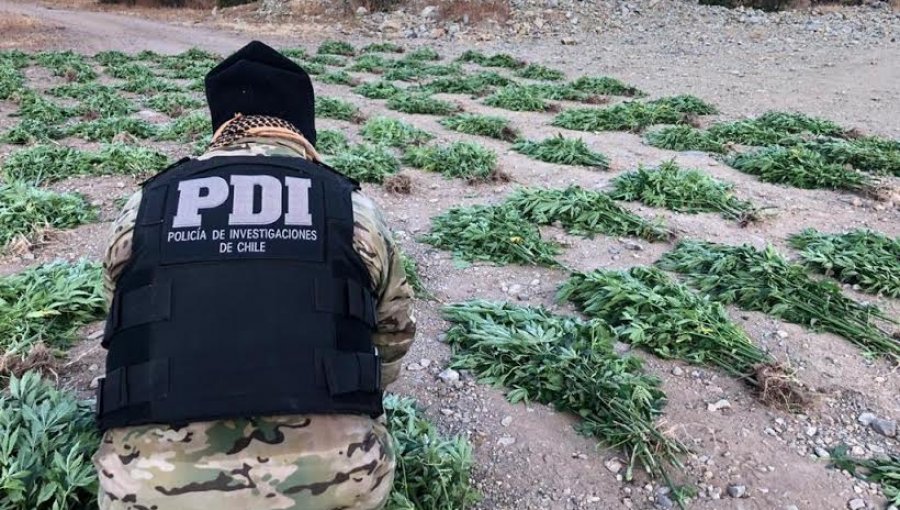 Cerca de 4.500 plantas de cannabis logra incautar la PDI en la provincia de Petorca