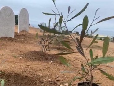 Con proyecto de arborización comienza mejora de la parte alta del cementerio Santa Inés de Viña del Mar