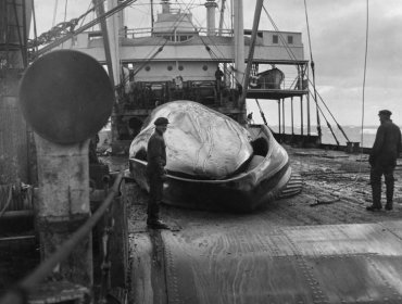 El inesperado regreso de las ballenas azules a las islas del Atlántico Sur que sorprende a los científicos