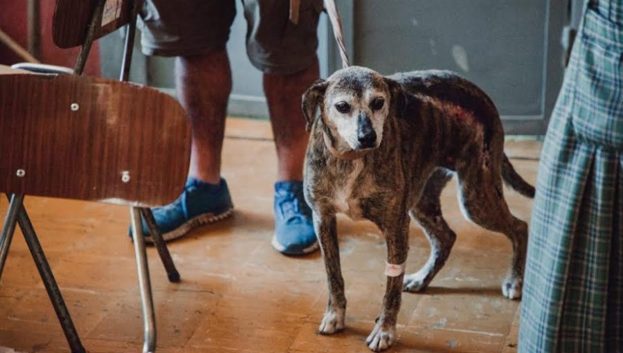 Municipio adquiere más de 20 mil kilos de alimento para perros y gatos de Valparaíso