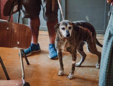 Municipio adquiere más de 20 mil kilos de alimento para perros y gatos de Valparaíso