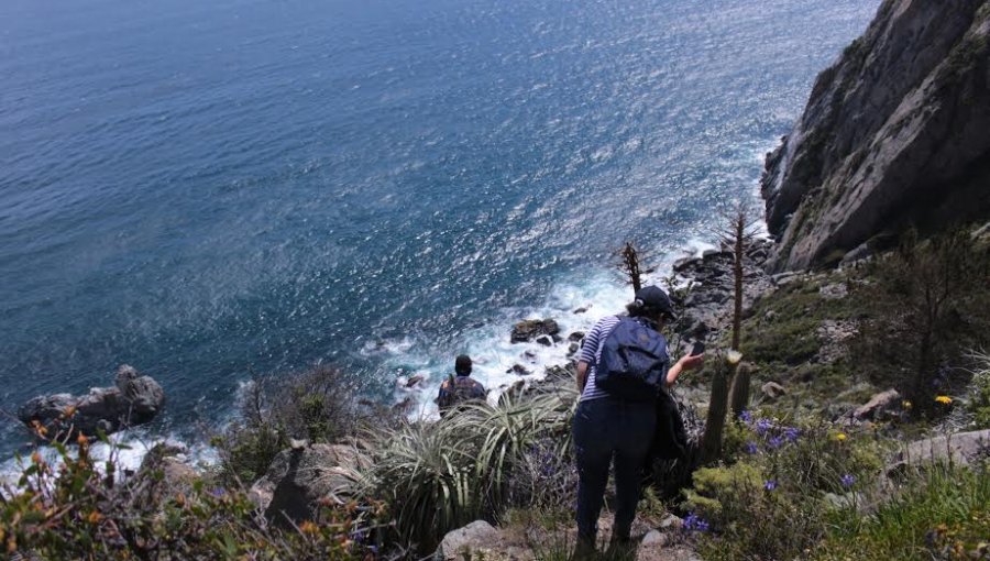 Advierten que acantilados de Laguna Verde poseen más de 300 especies de flora que urge conservar