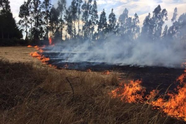 Capturan a dos hombres sindicados como responsables de iniciar un incendio forestal en Limache