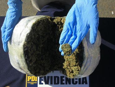 Desbaratan banda criminal dedicada al cultivo y tráfico de drogas en Viña del Mar, Villa Alemana y Lliu Lliu