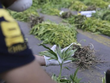 6.500 plantas de cannabis sativa fueron incautadas por la PDI en sendos operativos en Los Andes