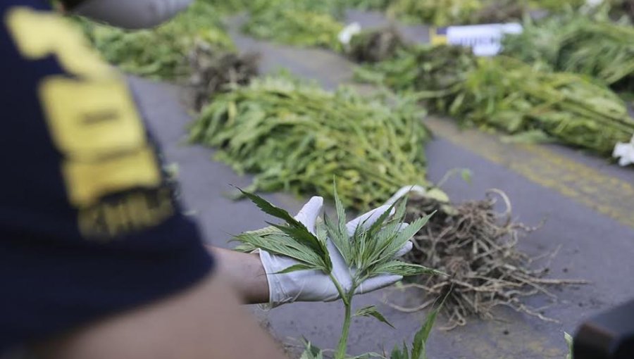 6.500 plantas de cannabis sativa fueron incautadas por la PDI en sendos operativos en Los Andes