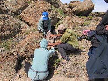 Con cámaras trampa, estudiantes UPLA y habitantes registran fauna silvestre de Putaendo