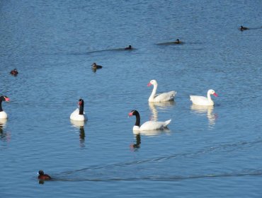 Guardaparques registraron 18 cisnes de cuello negro y 24 coscoroba en laguna El Peral de El Tabo