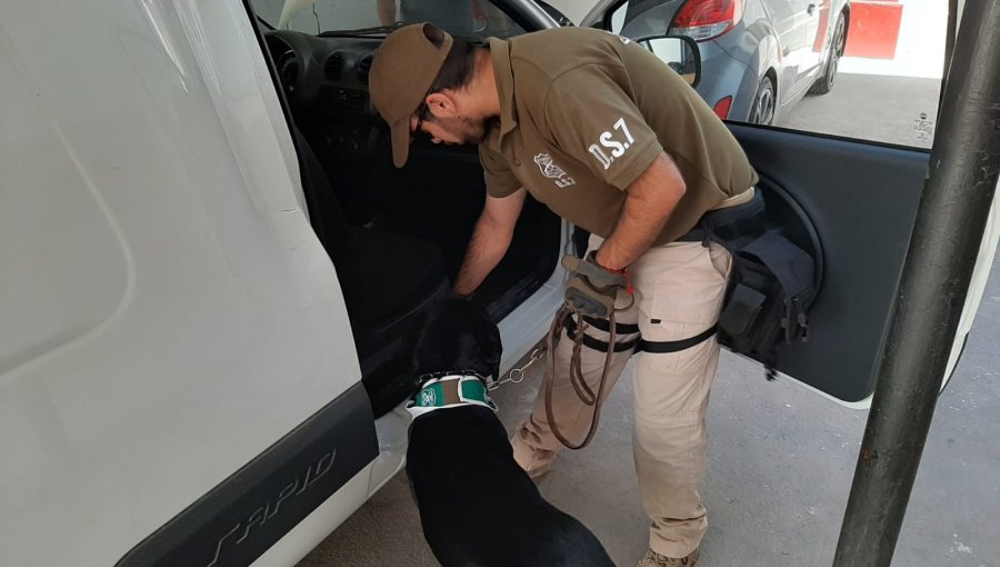 Carabineros incauta 10 kilos de marihuana en la región de La Araucanía