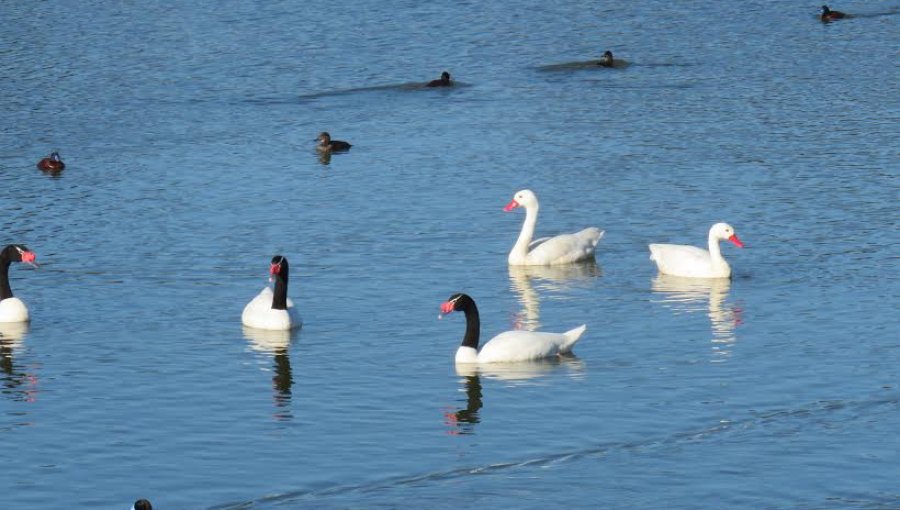 Guardaparques registraron 18 cisnes de cuello negro y 24 coscoroba en laguna El Peral de El Tabo