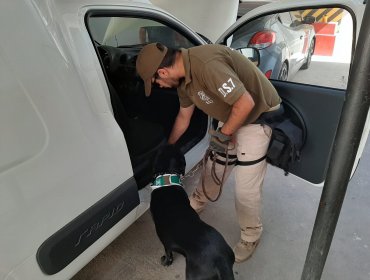 Carabineros incauta 10 kilos de marihuana en la región de La Araucanía