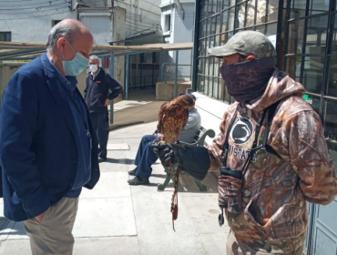 Hospital Van Buren de Valparaíso implementa control biológico de palomas en sus dependencias