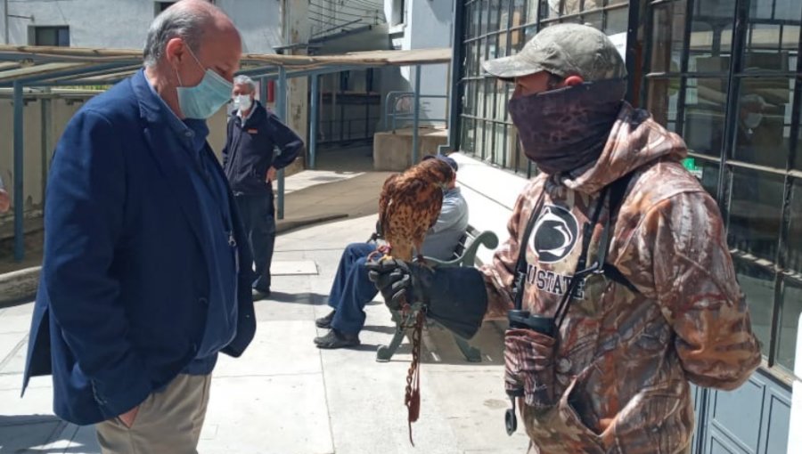 Hospital Van Buren de Valparaíso implementa control biológico de palomas en sus dependencias