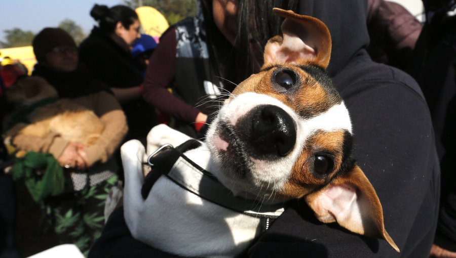 Empresa LDA deberá compensar a dueños de mascotas afectadas por alimentos Cannes