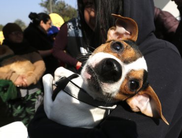 Empresa LDA deberá compensar a dueños de mascotas afectadas por alimentos Cannes