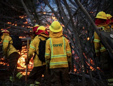 Intendente de Valparaíso: "La probabilidad de que éste sea un incendio intencional es muy alta"