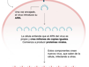 Cómo la nueva cepa del coronavirus detectada en Reino Unido puede afectar a las vacunas