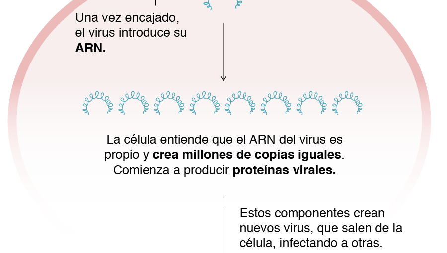 Cómo la nueva cepa del coronavirus detectada en Reino Unido puede afectar a las vacunas