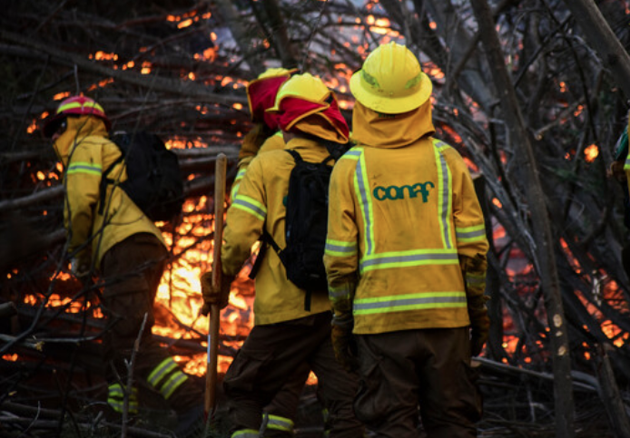 Incendio forestal en Parque Nacional Lago Peñuelas fue controlado: Valparaíso se mantiene en Alerta Amarilla