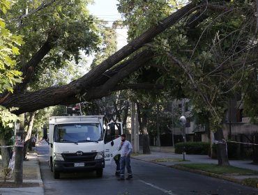 Caída de añoso árbol provocó interrupción del tránsito en Ñuñoa