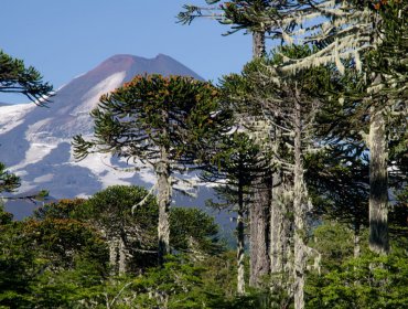 Proyecto de Ley de Cambio Climático: Senadores firman declaración llamando a consagrar el principio de no regresión ambiental