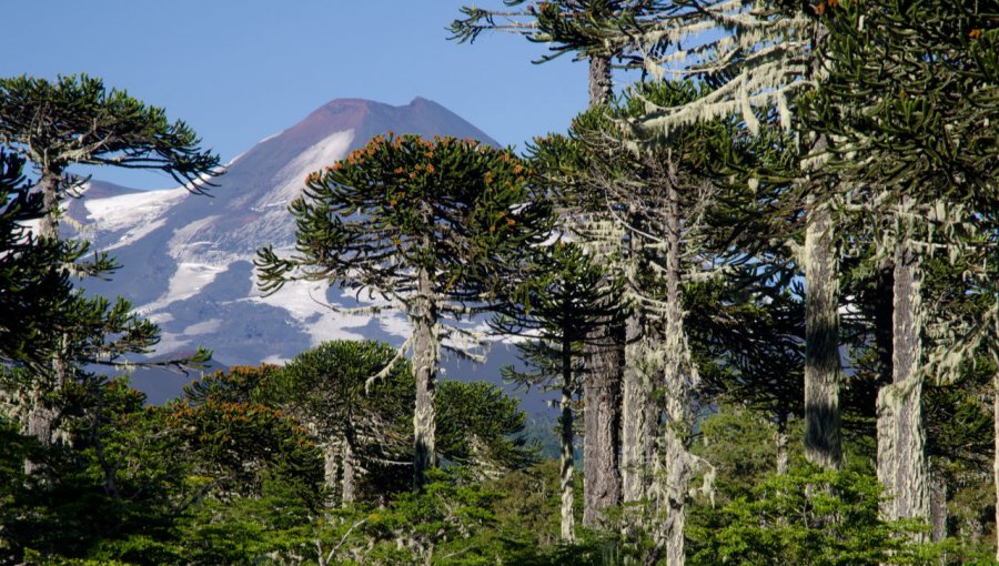 Proyecto de Ley de Cambio Climático: Senadores firman declaración llamando a consagrar el principio de no regresión ambiental