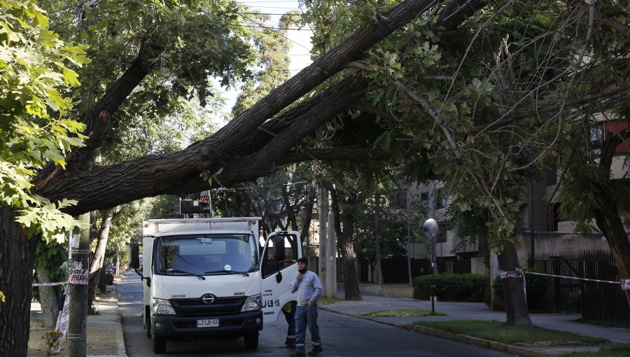 Caída de añoso árbol provocó interrupción del tránsito en Ñuñoa