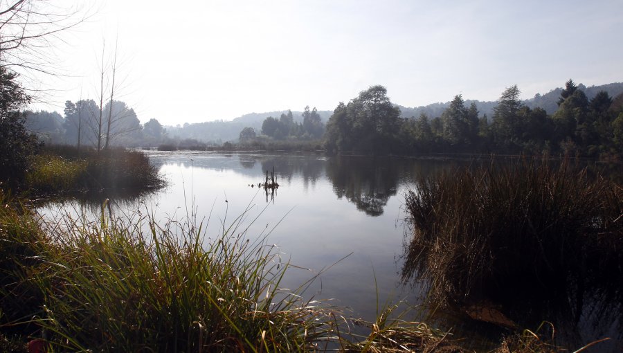 Superintendencia del Medio Ambiente apunta a Celco por afectación a flora y fauna en humedal Anwandter de Valdivia