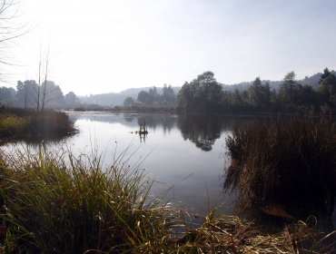 Superintendencia del Medio Ambiente apunta a Celco por afectación a flora y fauna en humedal Anwandter de Valdivia