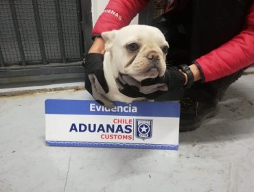 Rescatan 25 cachorros de raza que eran ingresados ocultos y en precarias condiciones por Los Libertadores