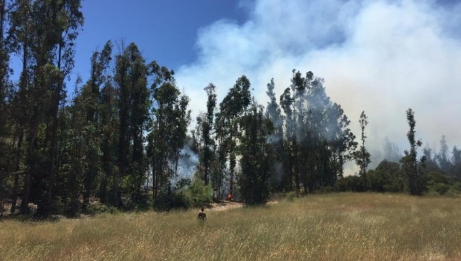 Alerta Roja en Valparaíso: Incendio forestal consume sector del camino Melosilla y avanza a Reserva Lago Peñuelas