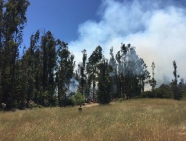 Alerta Roja en Valparaíso: Incendio forestal consume sector del camino Melosilla y avanza a Reserva Lago Peñuelas